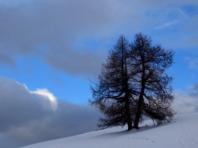 Mélèzes et le rêve d'un nuage bleu 