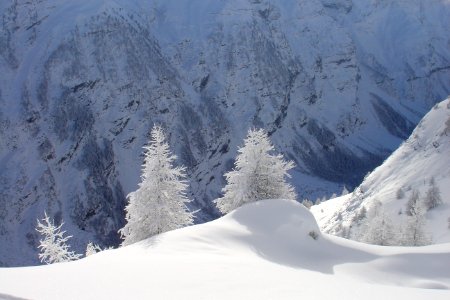Deux mélèzes bien poudrés au dessus du vallon du Fournel 