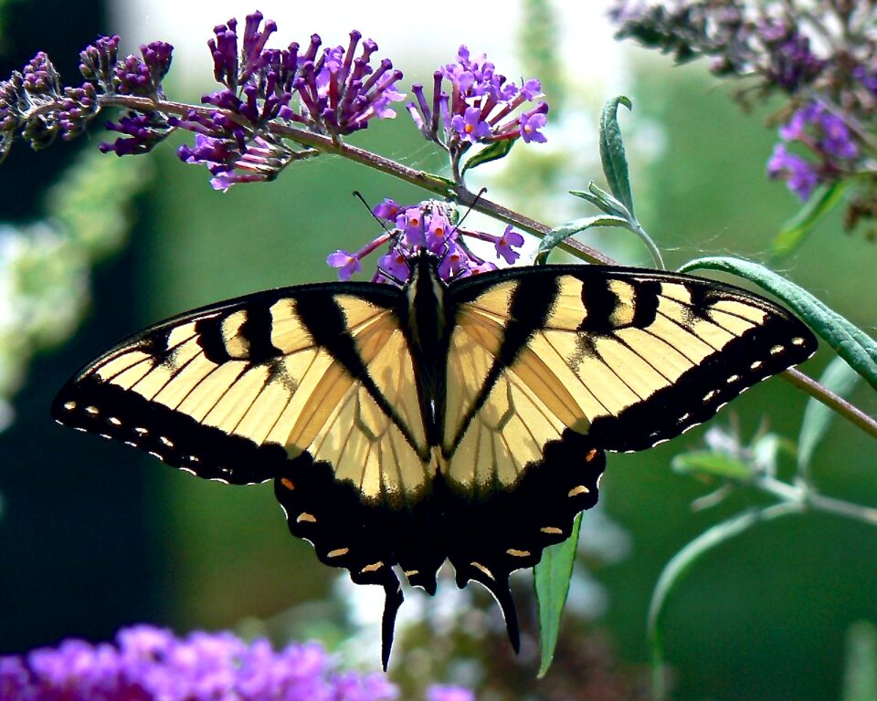 Black yellow flower