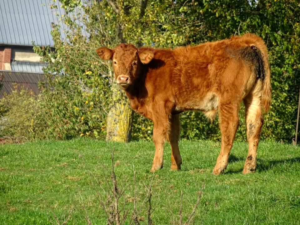Veau au pré, Ayette, Pas-de-Calais 