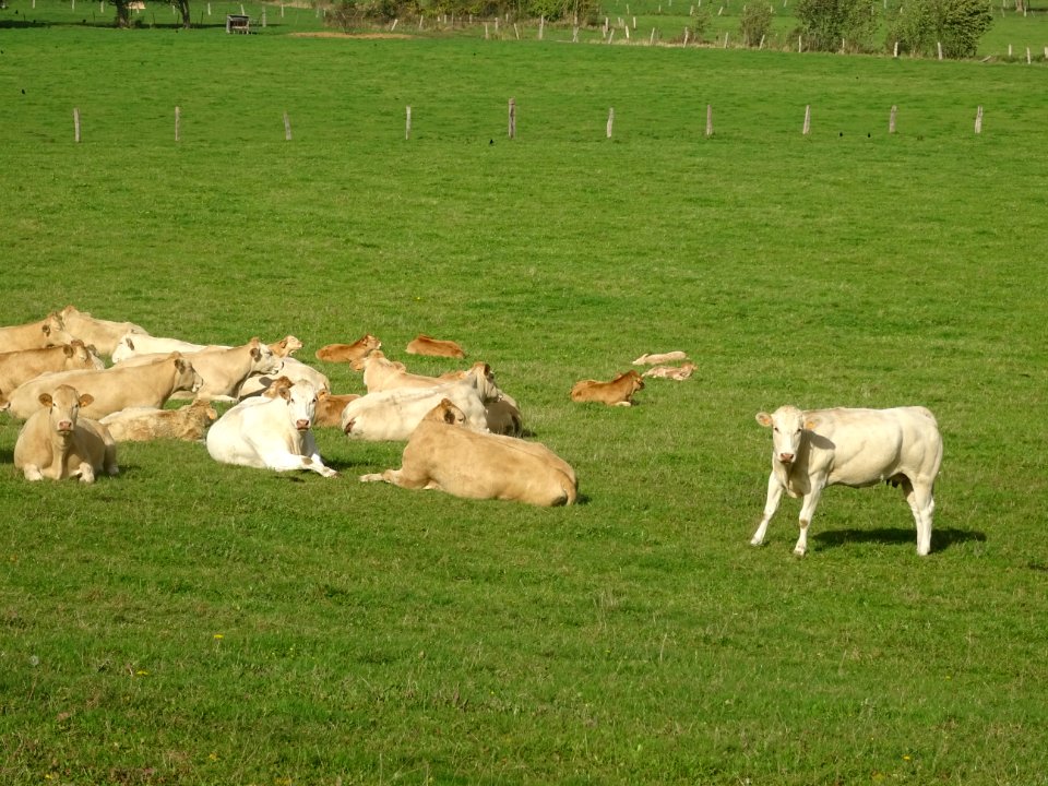 Vaches et veaux au pré, Fleury, Somme 