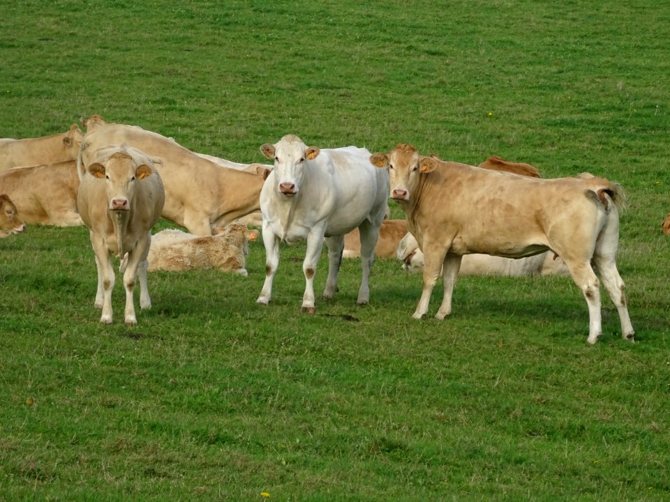 Vaches et veaux au pré, Fleury, Somme 