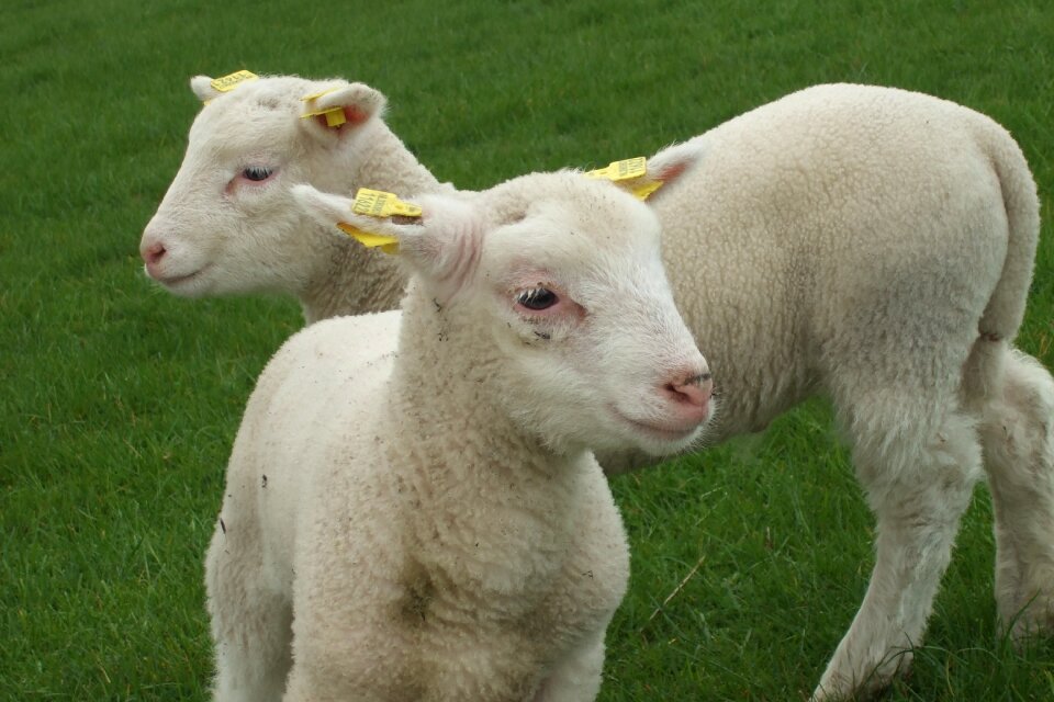Farm agriculture wool