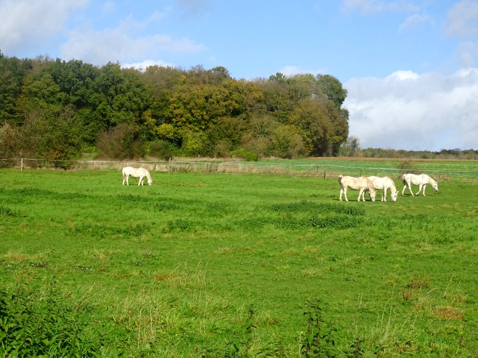 Chevaux au pré entre Famechon et Frémontiers, Somme 