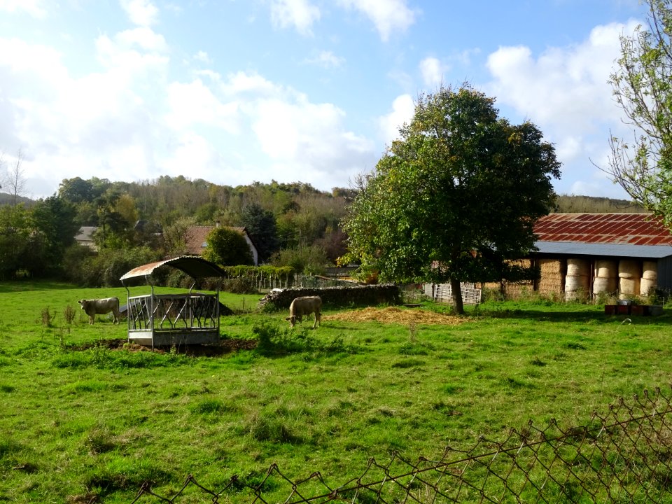 Hangar agricole et veaux, Famechon, Somme 