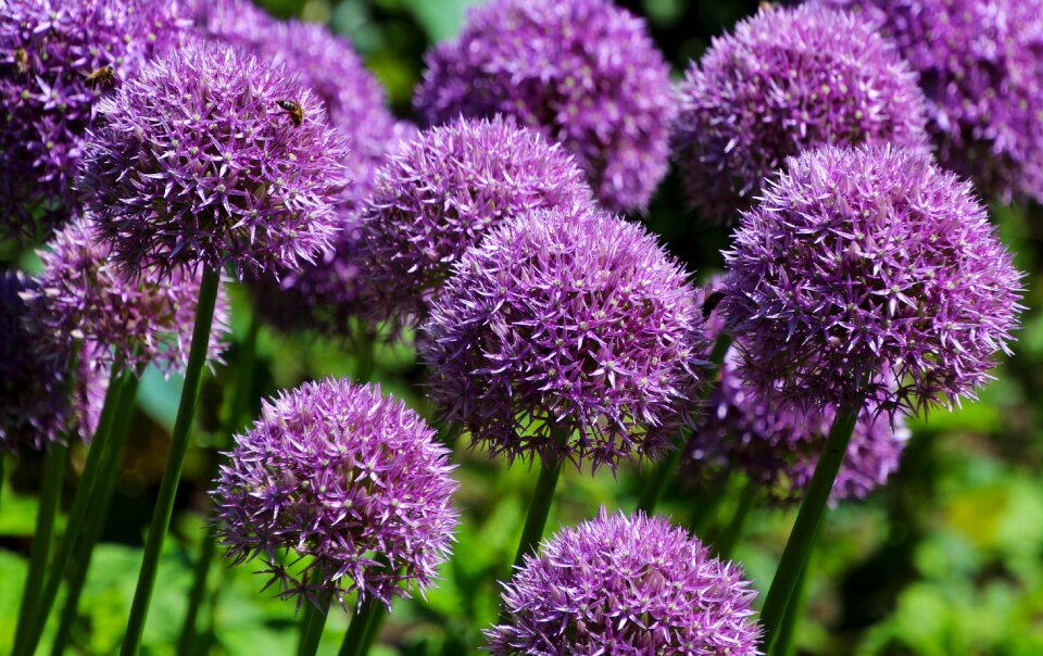 Plant nature garden