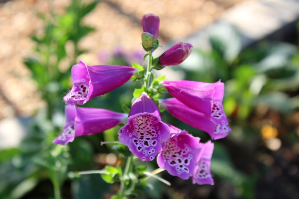 Thimble nature plant