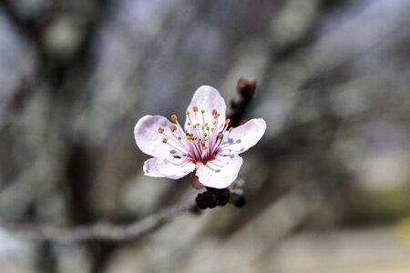 Blossom bloom pink photo