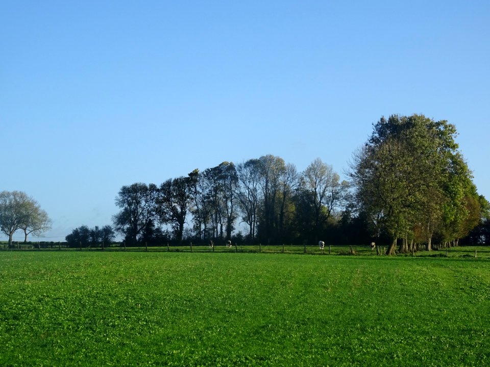 Vaches au pré, Bosc-Bordel, Seine-Maritime 