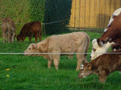 Des veaux et des vaches 