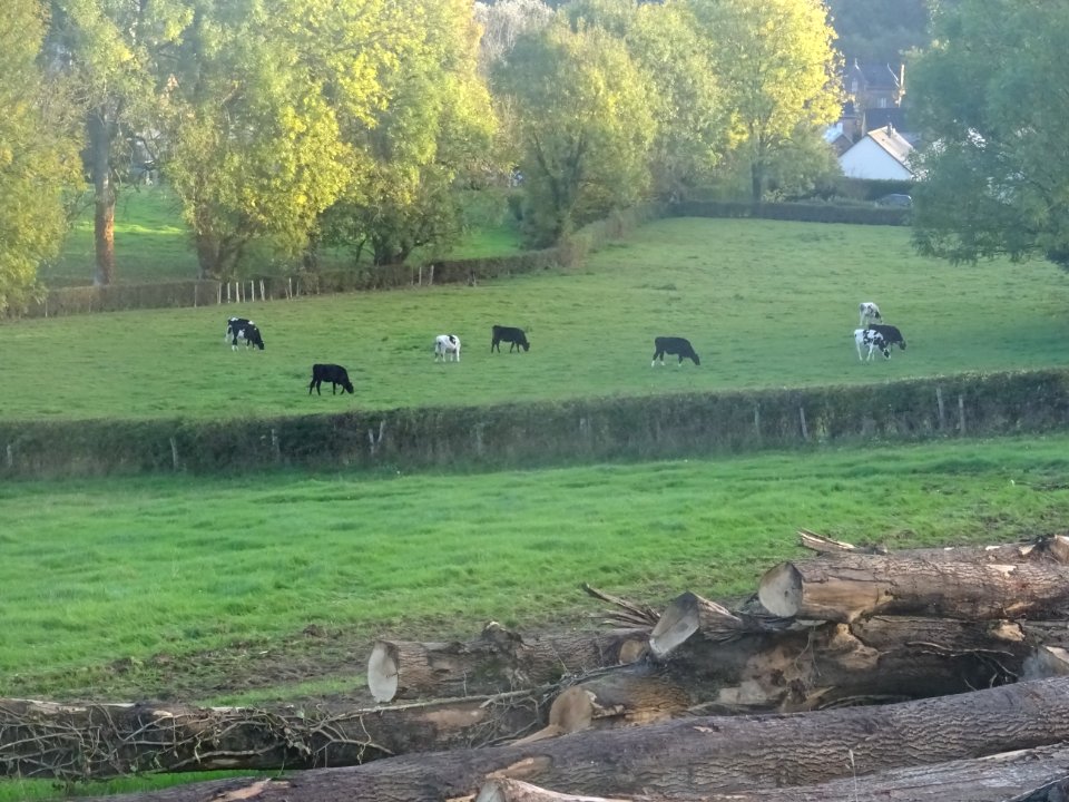 Grumes et vaches, Blainville-Crevon, Seine-Maritime 