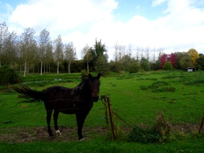 Un beau cheval, il m'a dévoré deux pâtes de fruit sur la m… 