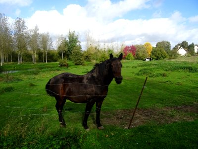 Un beau cheval, il m'a dévoré deux pâtes de fruit sur la m… 