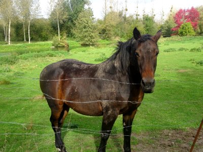 Un beau cheval, il m'a dévoré deux pâtes de fruit sur la m… 