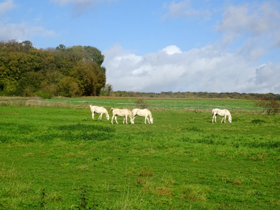 Chevaux au pré entre Famechon et Frémontiers, Somme 