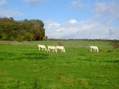 Chevaux au pré entre Famechon et Frémontiers, Somme 
