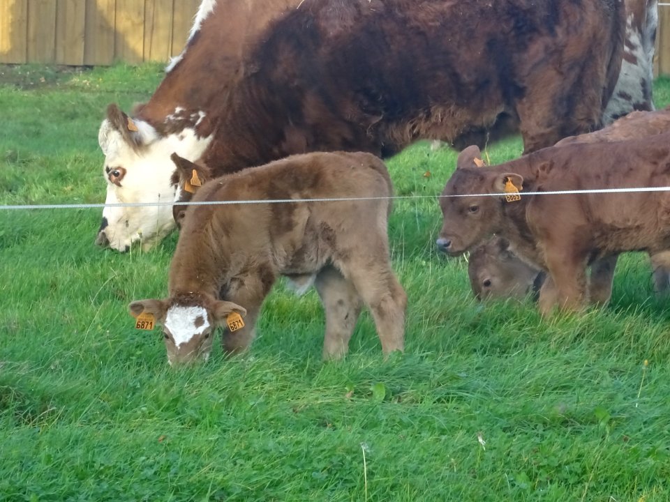 Des veaux et des vaches 