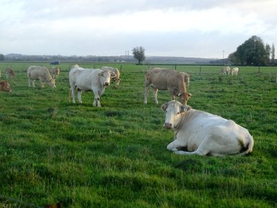 Des vaches 