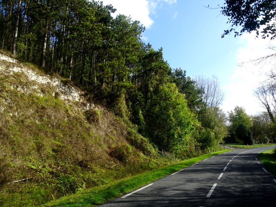 Des pins sur le bord de la route entre Frémontiers et Fleu… 