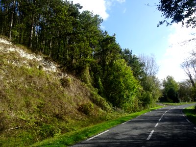 Des pins sur le bord de la route entre Frémontiers et Fleu… 