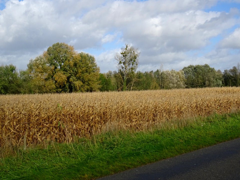 Champ de maïs entre Loeuilly et Nampty, Somme 
