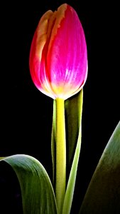 Yellow red isolated