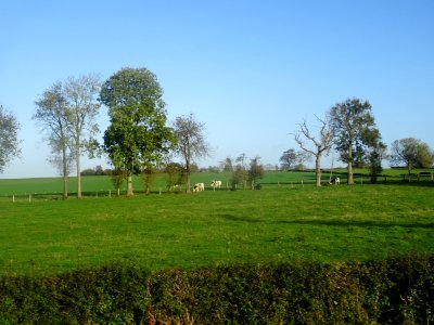 Vaches au pré, Bosc-Bordel, Seine-Maritime 
