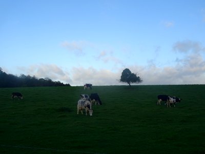 Des vaches au pré, Catenay, Seine-Maritime 