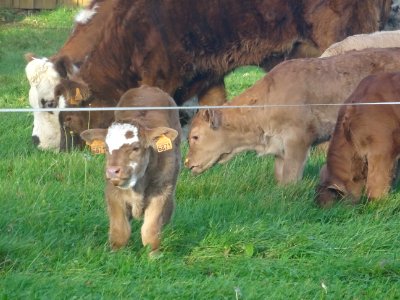 Des veaux et des vaches 