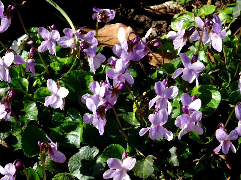 Violette odorante, Viola odorata, Violacées 