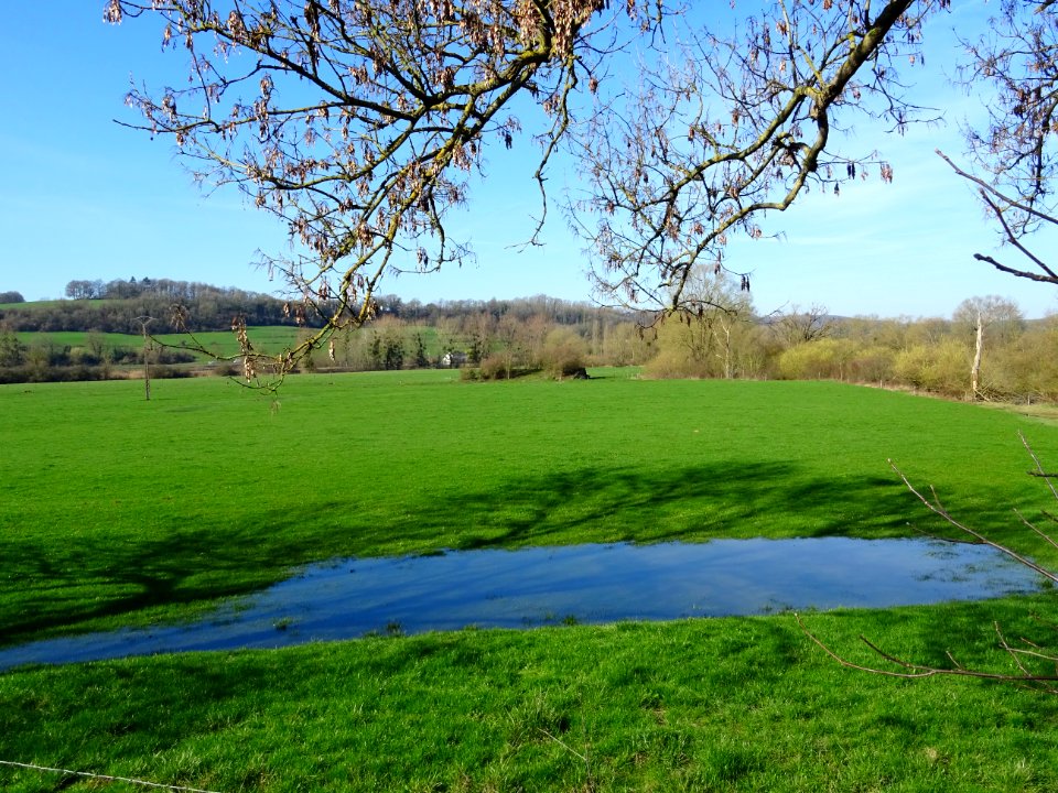 L'eau stagne dans les prairies, Petit Remilly, Ardennes 