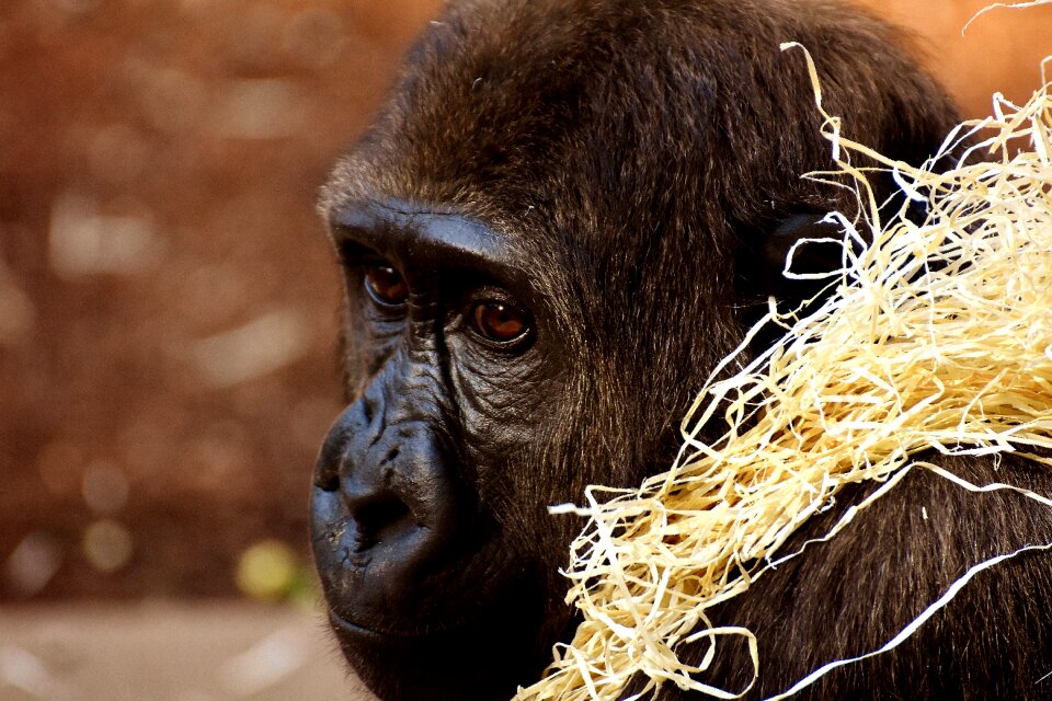 Zoo furry omnivore