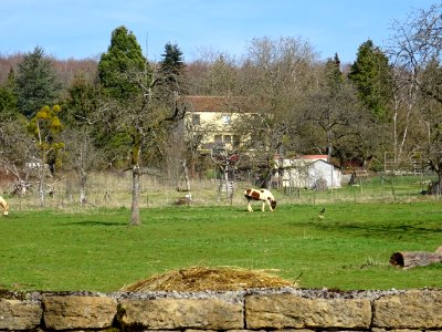 Cheval au pré, Torgny, Wallonie, Belgique 