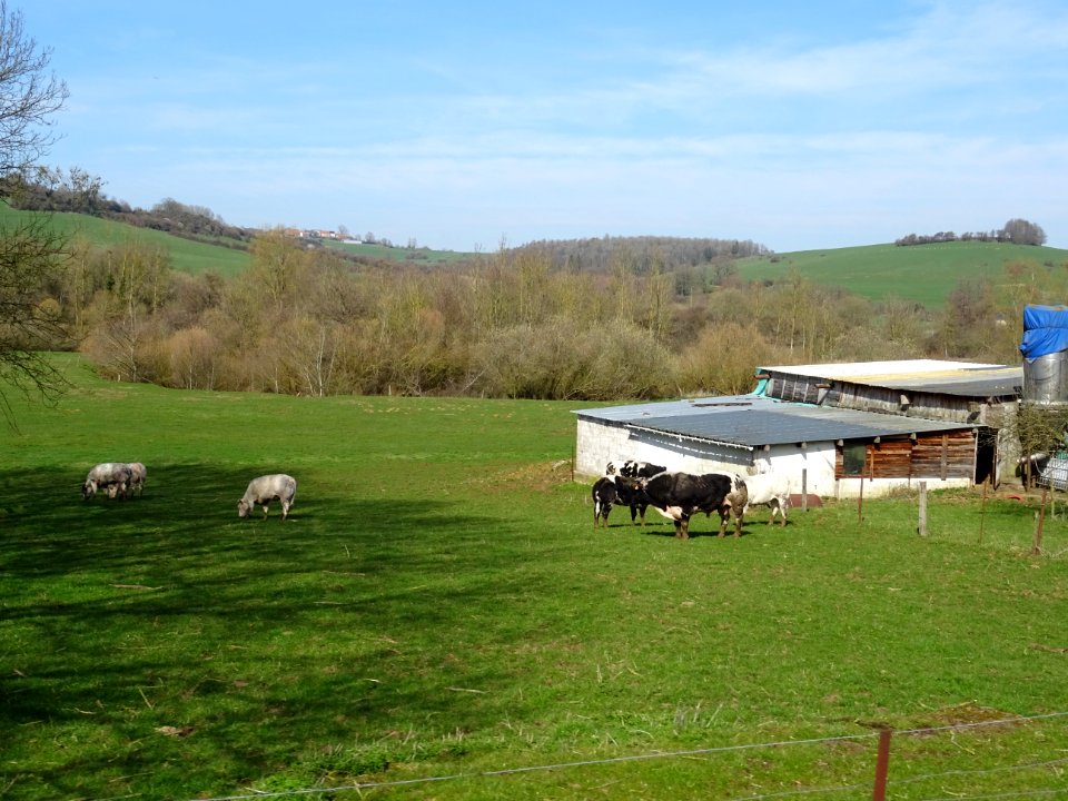 Quelques vaches au pré, à la sortie de Lamorteau, Wallonie… 