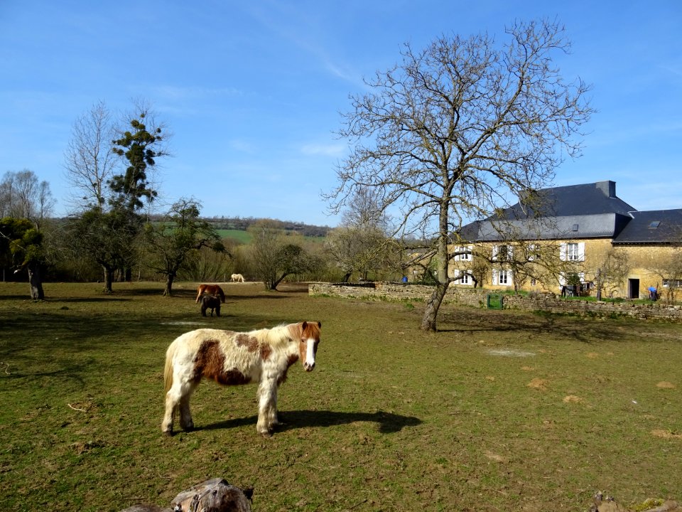 Chevaux au pré et belle demeure, Lamorteau, Wallonie, Belg… 