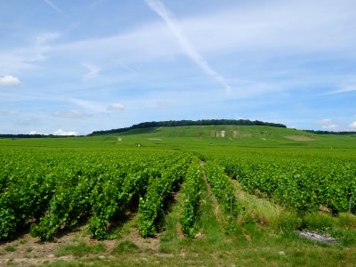 Des vignes à perte de vue, entre le Mesnil-sur-Oger et Ver… 