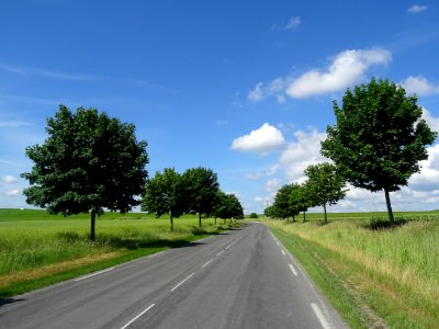 Sur la route entre Fontaine-sur-Ay et Avenay-Val-d'Or, Mar… 