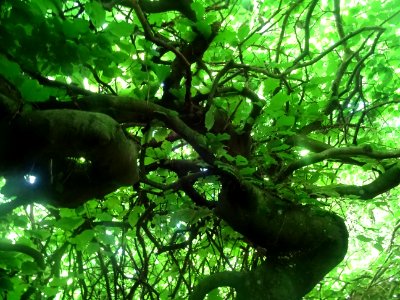 Fau de Verzy (Fagus sylvatica var. tortuosa) est un hêtre … 
