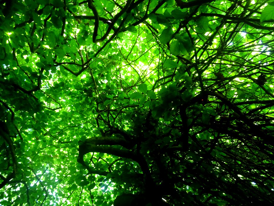 Fau de Verzy (Fagus sylvatica var. tortuosa) est un hêtre … 