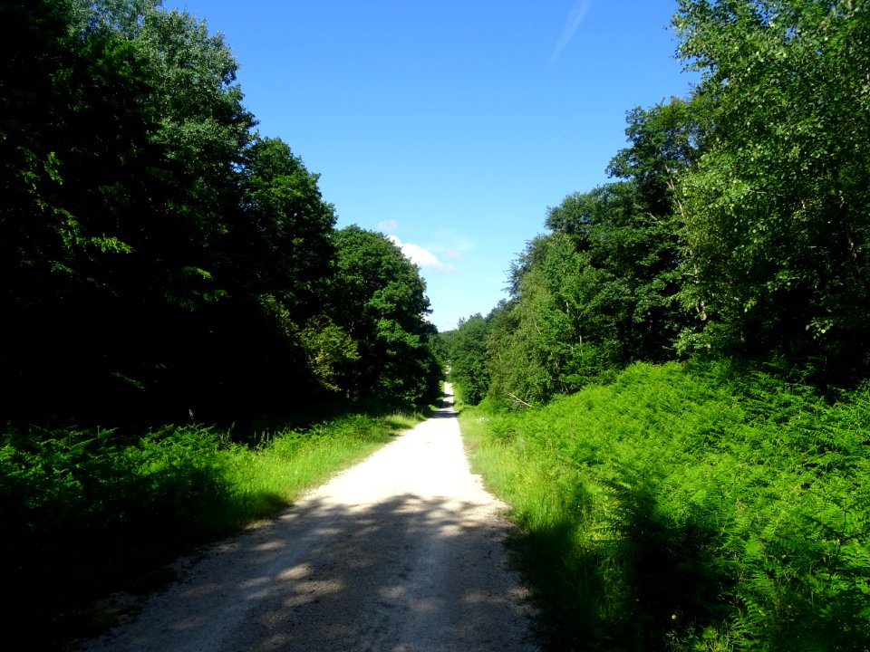 Forêt Domaniale de Verzy, Verzy, Marne 