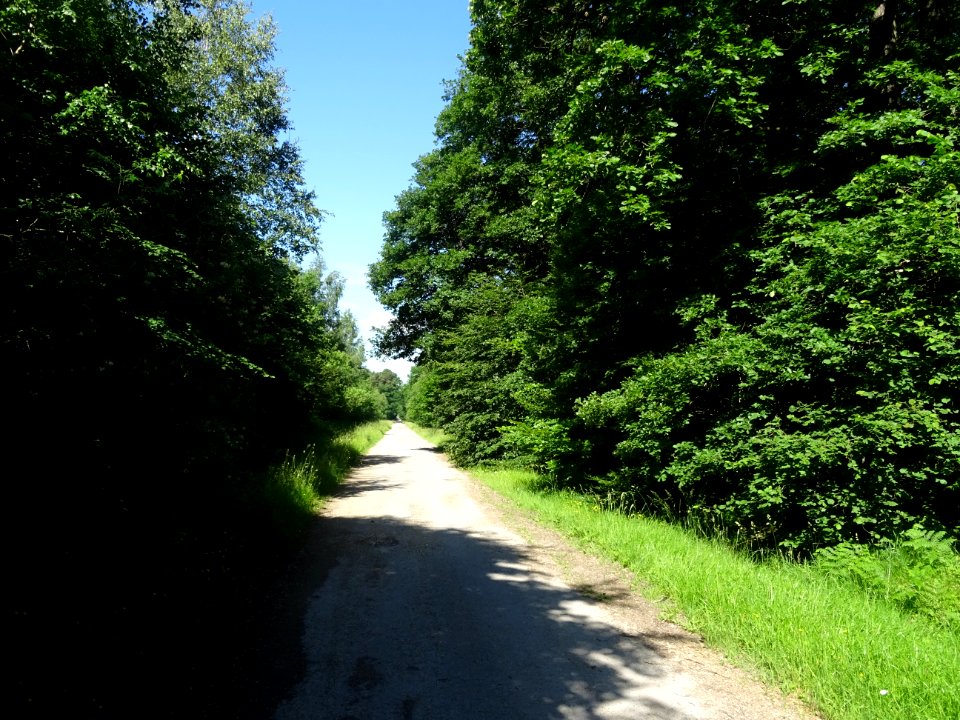 Forêt Domaniale de Verzy, Verzy, Marne 