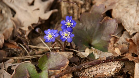 Blooms small flowers wildflower