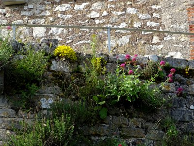 Fleurs sur la Tour César du XII ème siècle : seul donjon o… photo