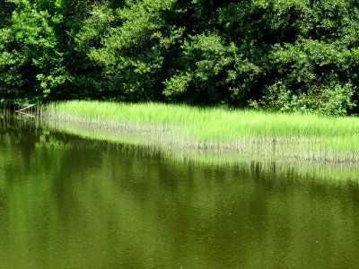 Etang de la Charmoye, dans la forêt de la Charmoye, avant … 