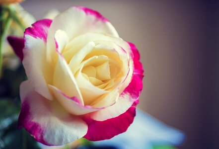 Yellow nature flower