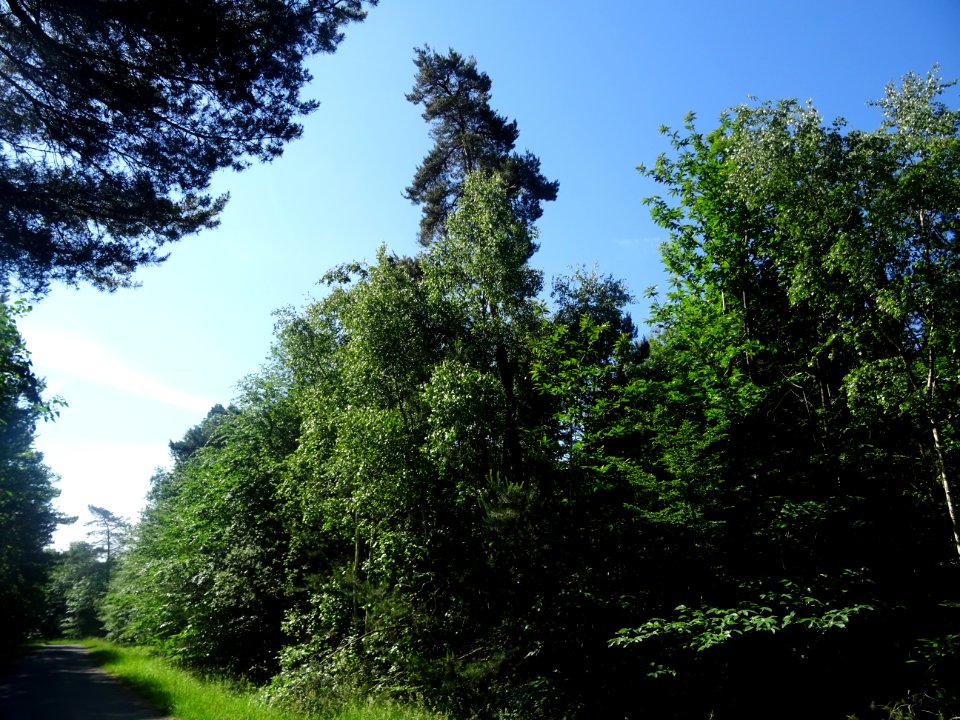 Forêt Domaniale de Verzy, Verzy, Marne 
