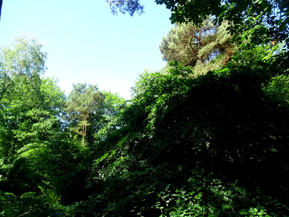 Fau de Verzy (Fagus sylvatica var. tortuosa) est un hêtre … 