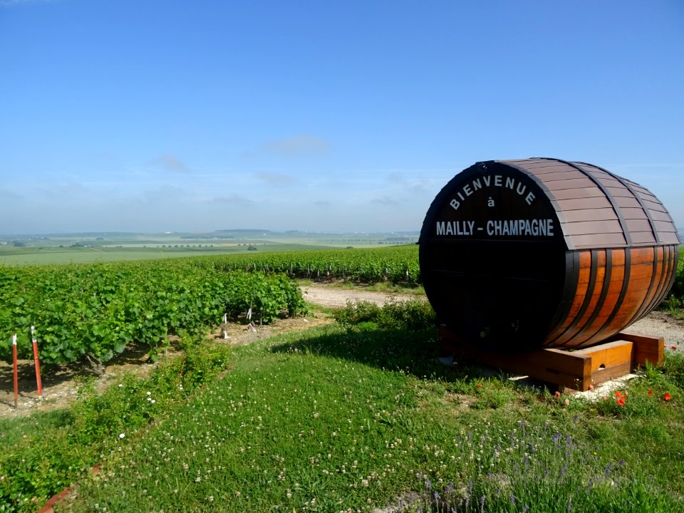 Les vignes entre Ludes et Mailly-Champagne, Marne 