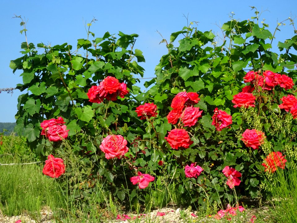 Rosiers et vignes, entre Ecueil et Chamery, Marne 