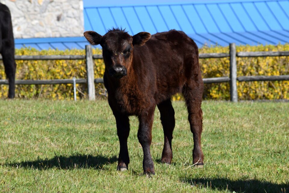 Cattle agriculture animal